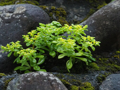 Image of Sedum formosanum by no rights reserved