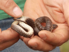 Coluber constrictor foxii