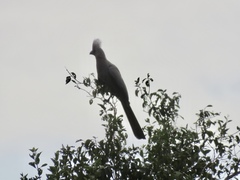 Corythaixoides concolor concolor