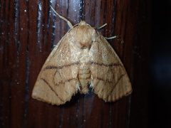 Apoda y-inversa