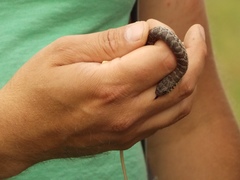 Coluber constrictor foxii