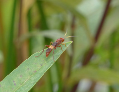 Trogomorpha arrogans