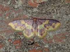 Lophosis labeculata