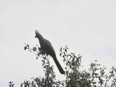 Corythaixoides concolor concolor