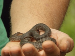 Coluber constrictor foxii