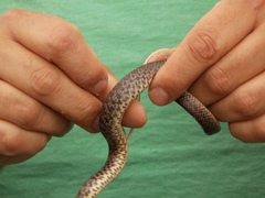 Coluber constrictor foxii
