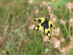 Libelloides macaronius