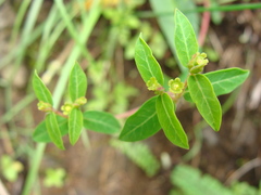 Euphorbia macropus