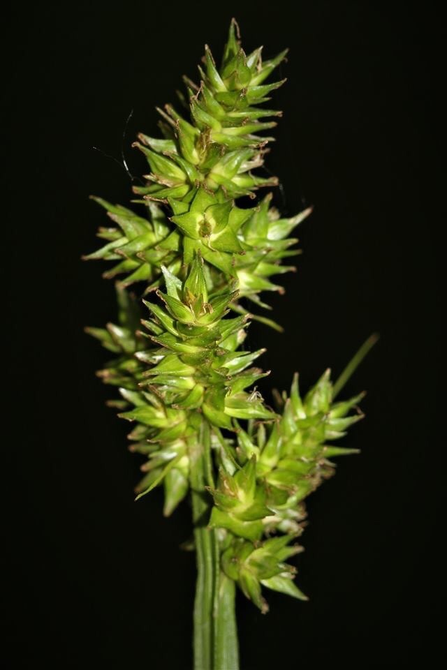 Carex conjuncta