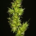 Soft Fox Sedge - Photo (c) Paul Marcum, some rights reserved (CC BY-NC), uploaded by Paul Marcum