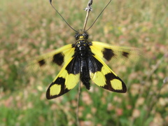 Libelloides macaronius