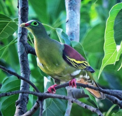 Treron curvirostra