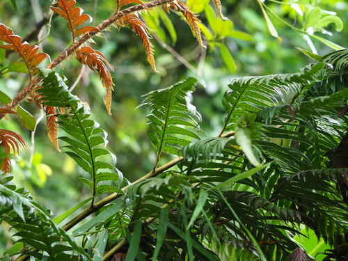 Image of Woodwardia unigemmata by no rights reserved