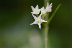 Vincetoxicum volubile