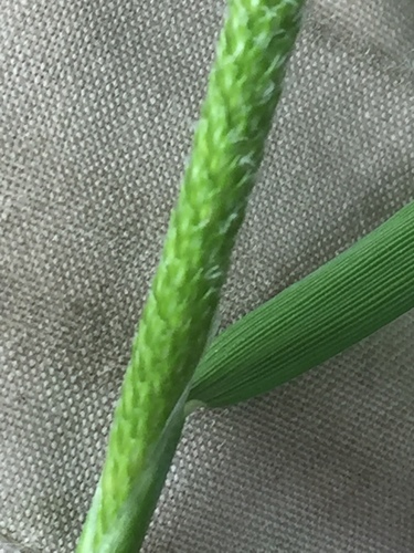 Alopecurus aequalis iNat (2)