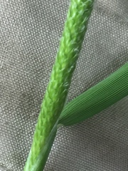 Water Foxtail (Alopecurus geniculatus)