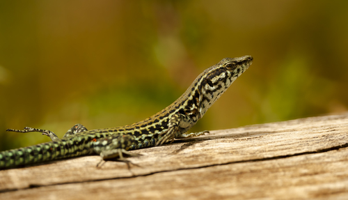 Tyrrhenian Wall Lizard, photo 2 of 7