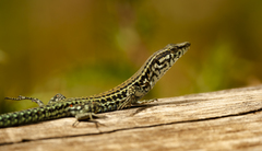Tyrrhenian Wall Lizard photo 2