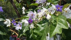 Solanum wrightii
