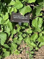 Hydrangea hydrangeoides