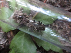 Aegomorphus quadrigibbus