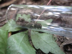 Aegomorphus quadrigibbus