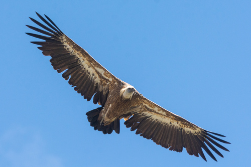 Buitre leonado (Gyps fulvus)