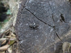 Aegomorphus quadrigibbus