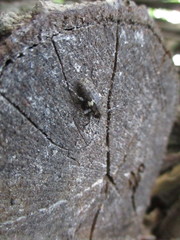 Aegomorphus quadrigibbus