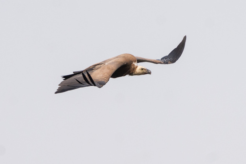 Buitre leonado (Gyps fulvus)
