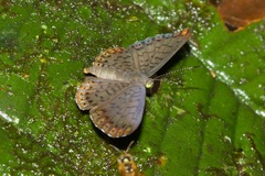 Metacharis regalis