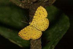 Argyrogrammana stilbe