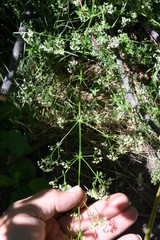 Galium porrigens