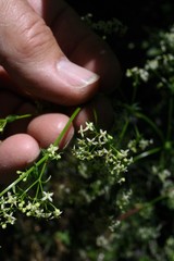 Galium porrigens