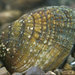 Birdwing Pearlymussel - Photo Dick Biggins, U.S. Fish and Wildlife Service, no known copyright restrictions (public domain)
