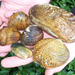 River Mussels - Photo U.S. Fish and Wildlife Service Northeast Region, no known copyright restrictions (public domain)