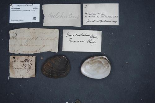 Birdwing Pearlymussel