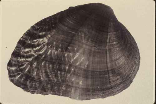 Birdwing Pearlymussel