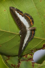 Nymphidium azanoides