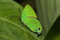 Chalybs janias