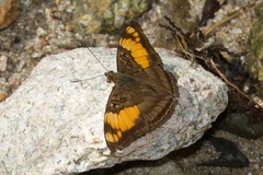 Adelpha mesentina