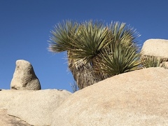 Nolina bigelovii