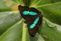 Doxocopa laurentia
