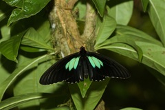Parides sesostris