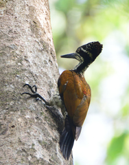 Malabar Flameback photo 3