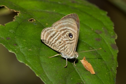 Mesosemia mesoba