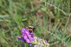 Bombus