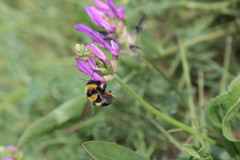 Bombus