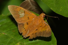 Euriphellus euribates