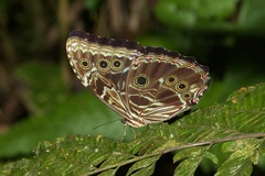 Morpho deidamia
